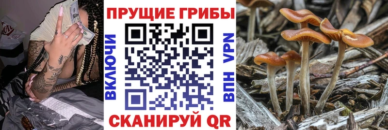 Галлюциногенные грибы прущие грибы  Новая Ладога 
